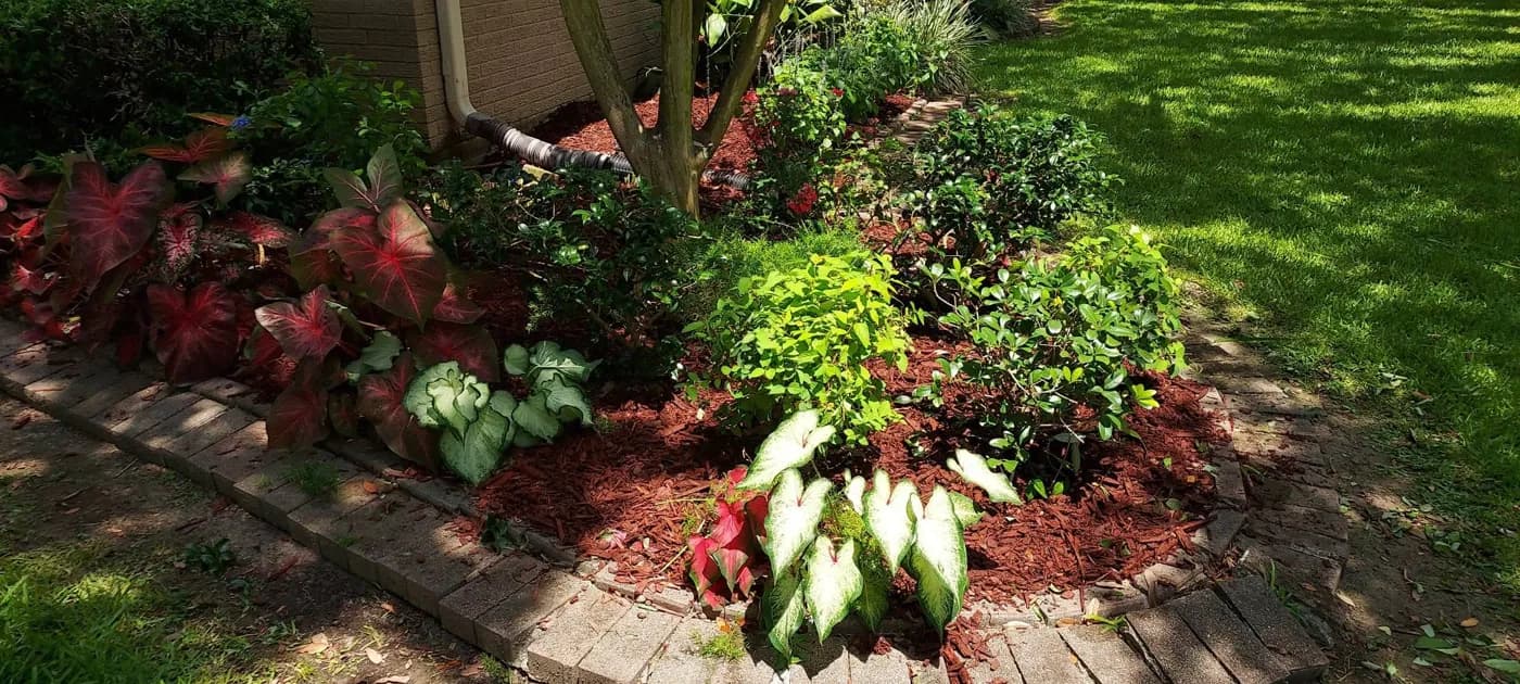Caladium bed with fresh mulch and brick edging