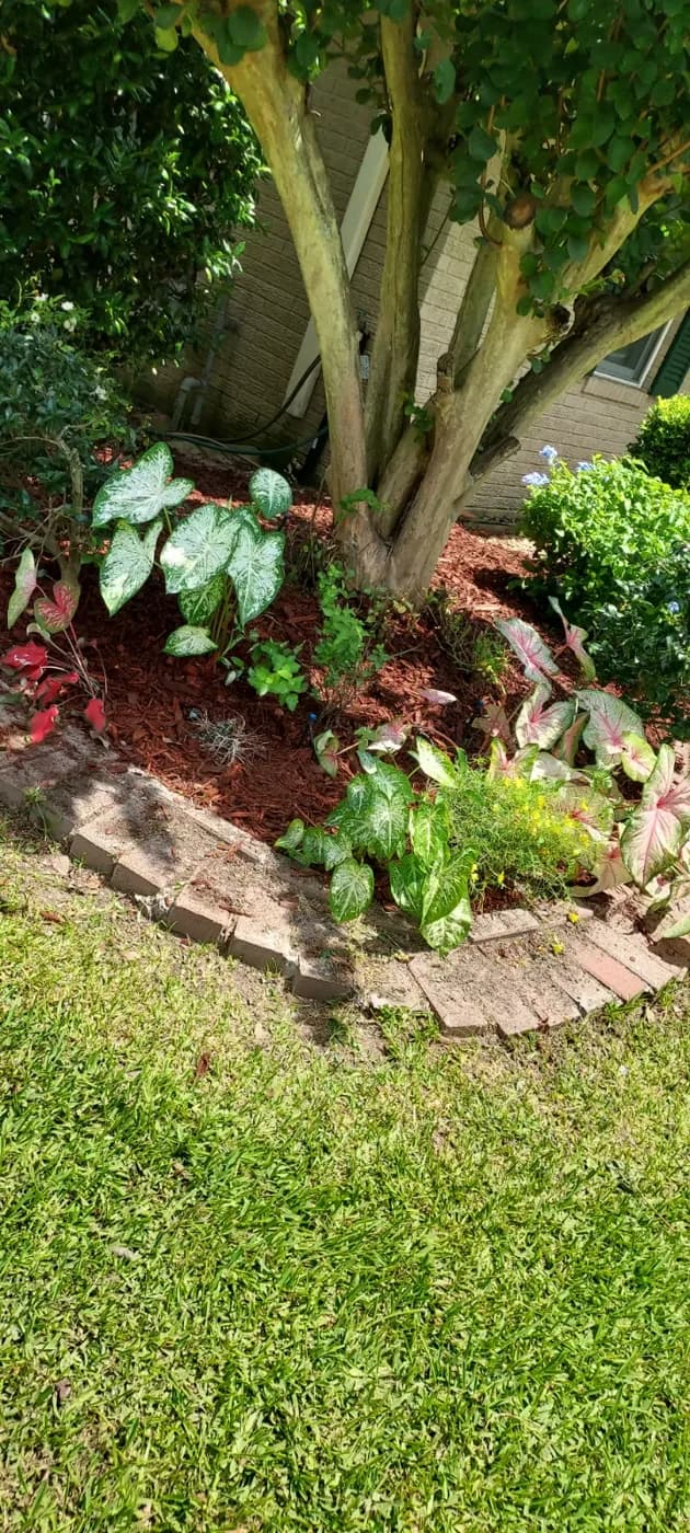 Mulched bed with caladiums and clean brick edge