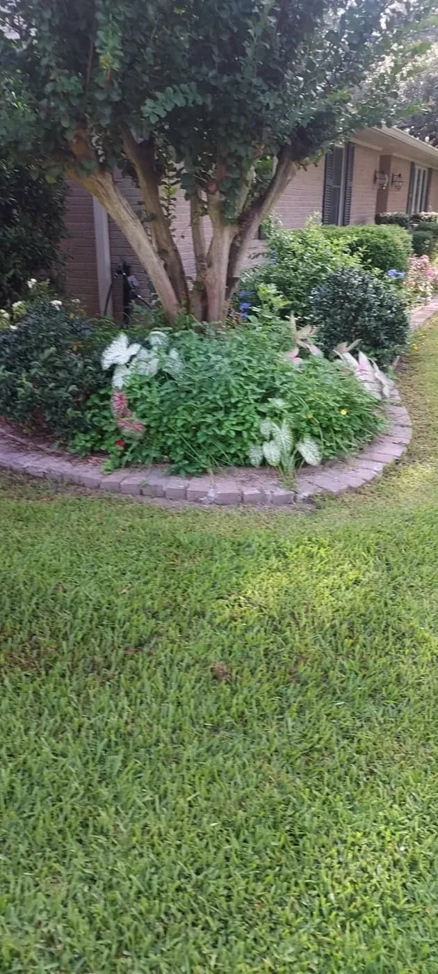 Curved brick-edged bed under a crape myrtle