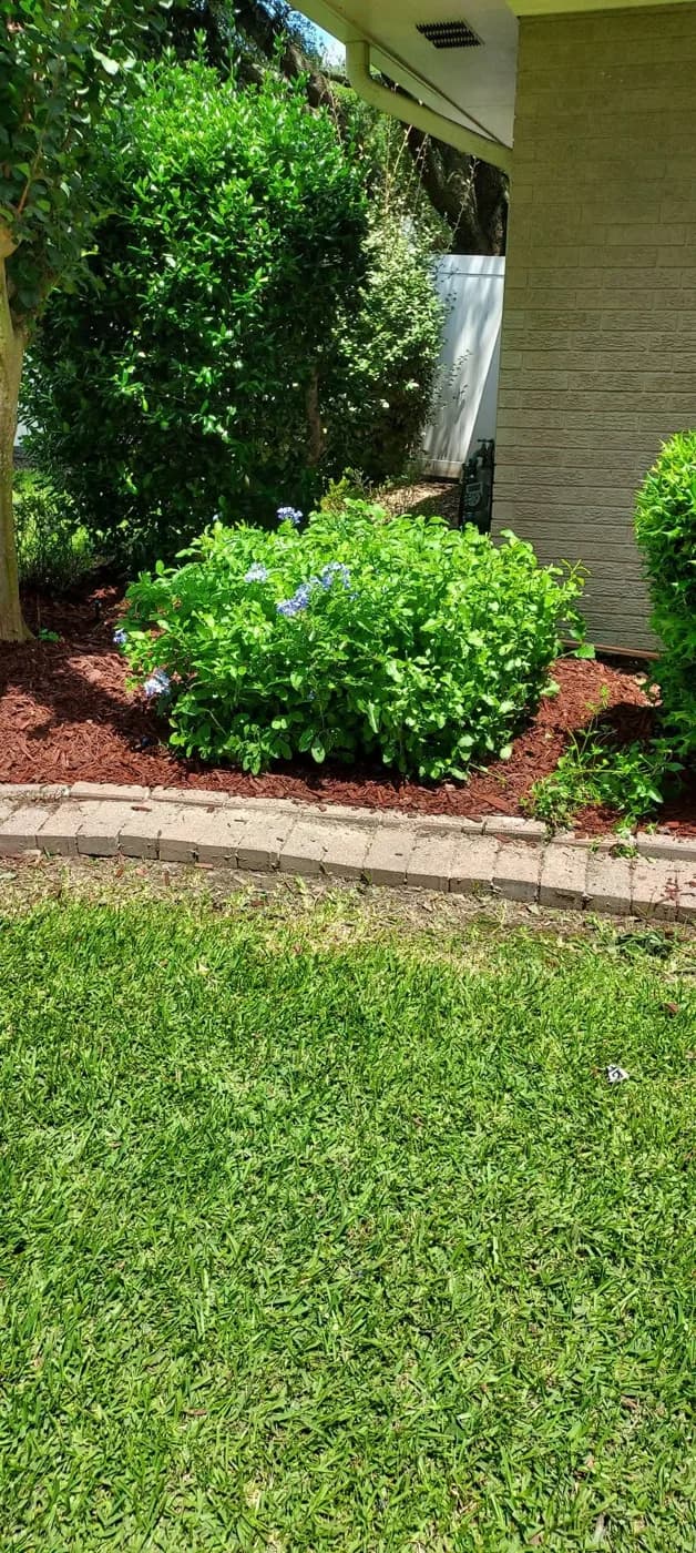 Trim Bushes