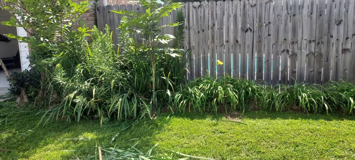 Overgrown fence line before trimming