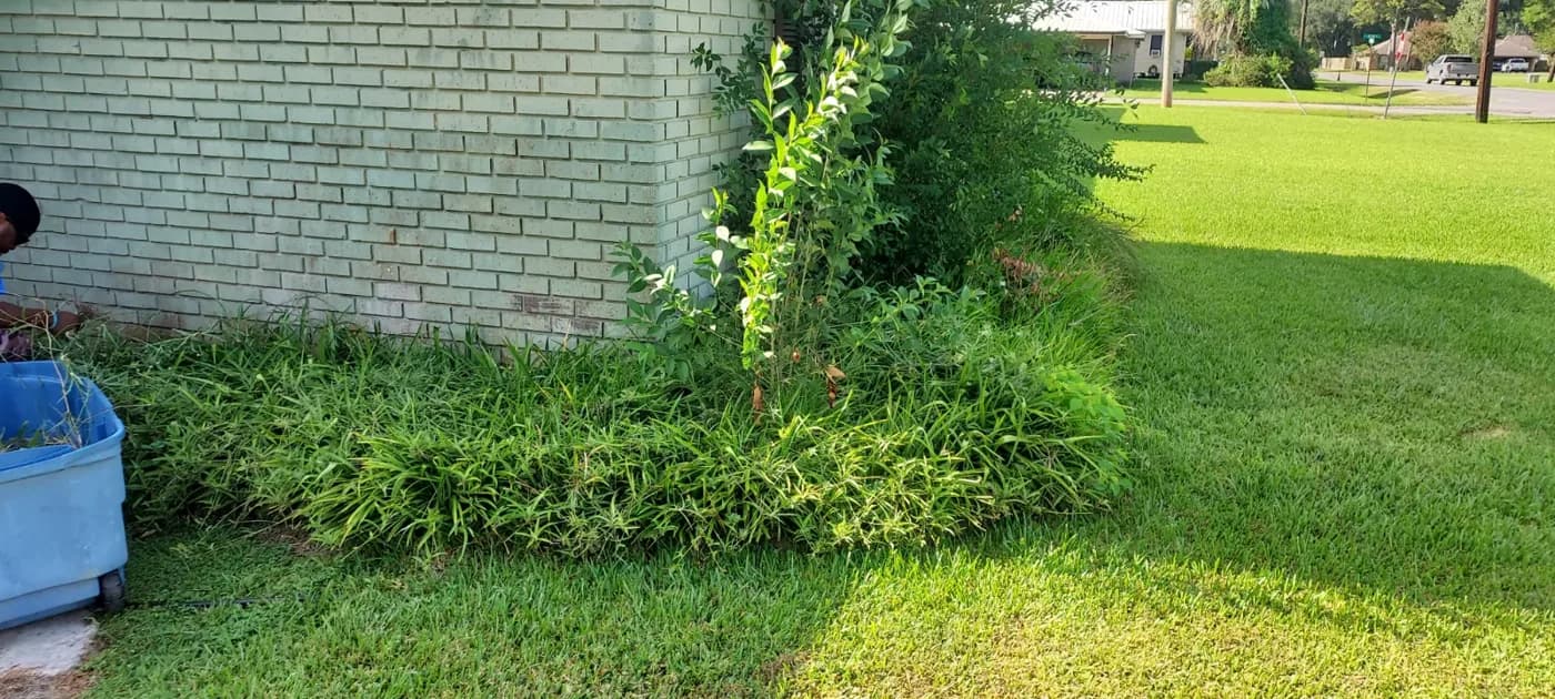 Overgrowth against the house before cleanup