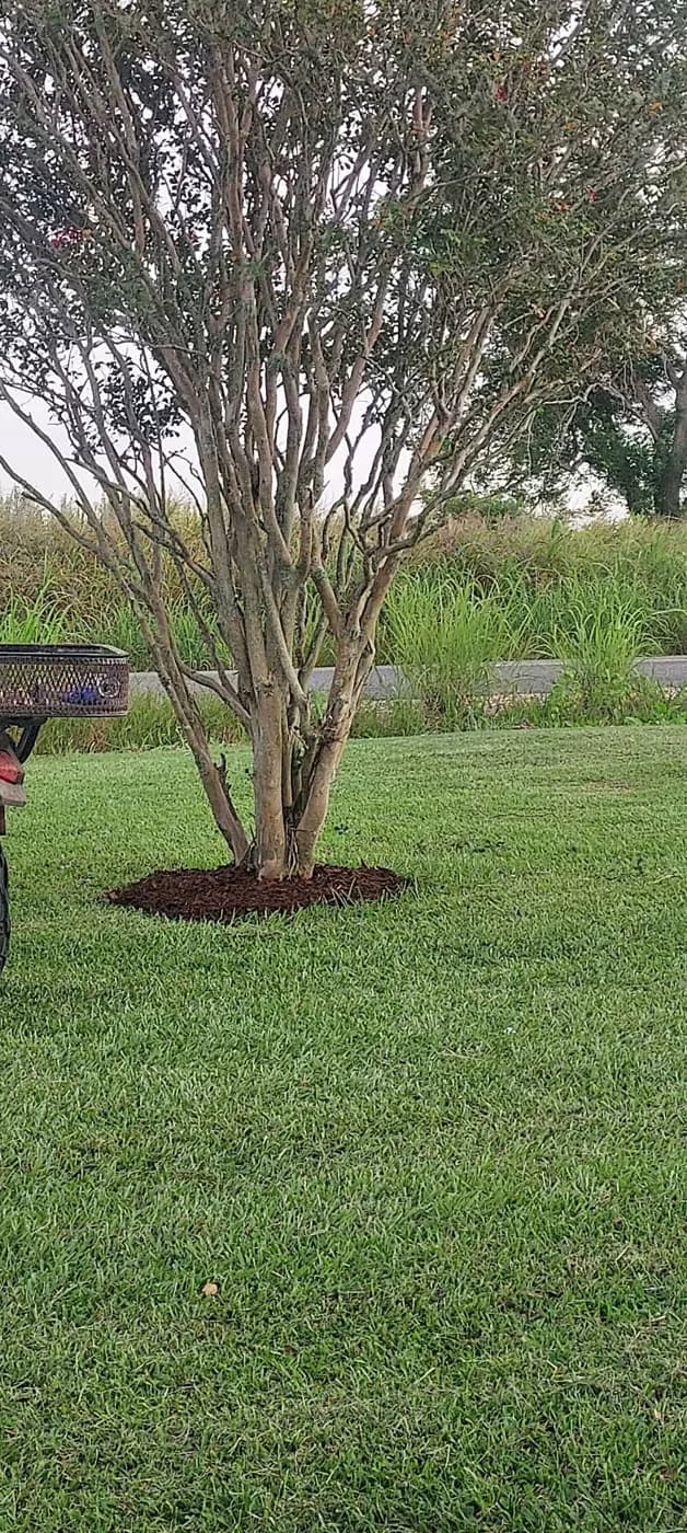 Crape myrtle with a fresh mulch ring in a mowed lawn