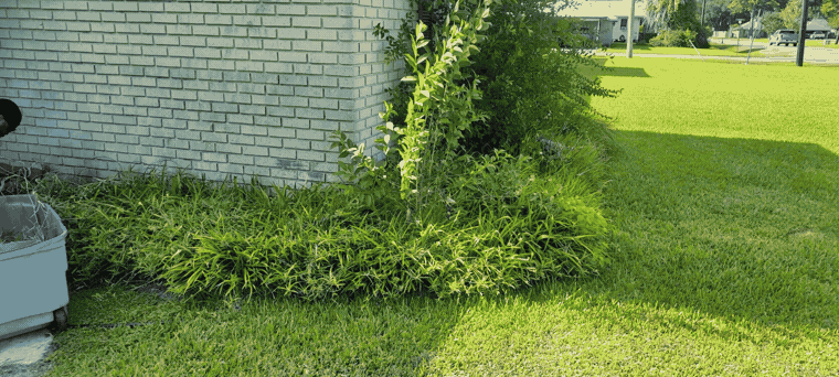 Overgrowth along a house cleared back, before and after